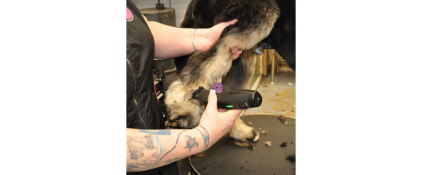 Grooming the Bernadoodle